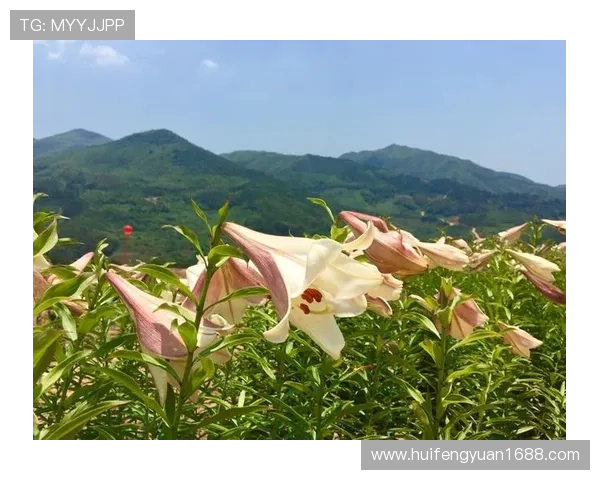 当屏幕亮起，生活的万千色彩随之绽放——电视剧的魅力之旅